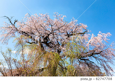 一重白彼岸枝垂桜の写真素材 - PIXTA