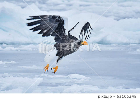 勇ましい 動物の写真素材