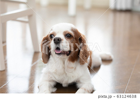 キャバリア かわいいの写真素材
