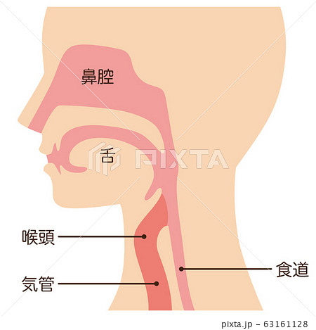 食道と気管の図