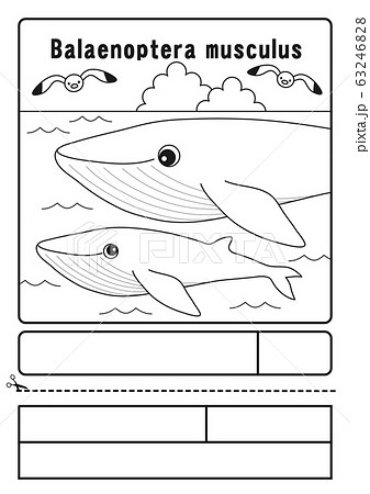 クジラ 白黒 イラスト 鯨のイラスト素材