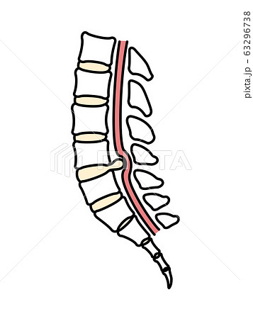 背骨のイラスト素材