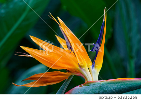 ストレリチア 単子葉植物 オレンジ色の写真素材