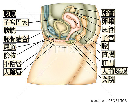 生殖器のイラスト素材