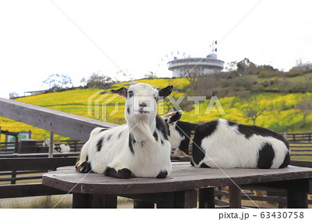 マザー牧場 動物の写真素材