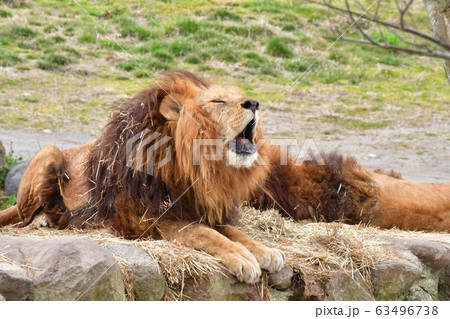 ライオン 猛獣 百獣の王 遠吠えの写真素材