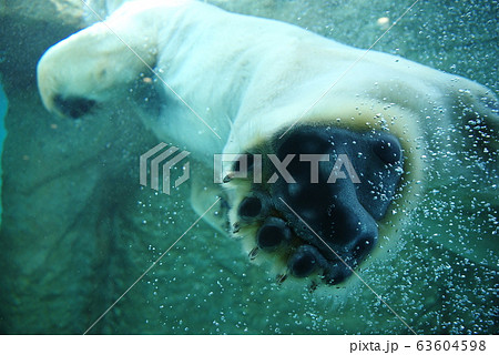 ホッキョクグマ 足裏 足 北極熊の写真素材 - PIXTA