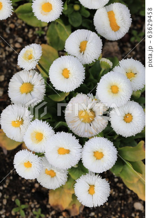 イタリアの国花の写真素材