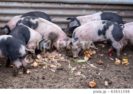家畜用豚 鼻の写真素材