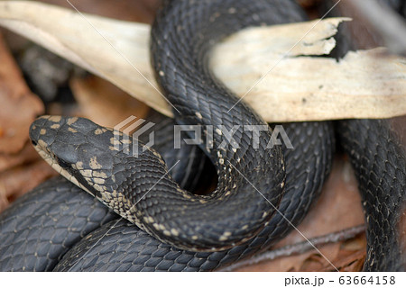 カラスヘビ シマヘビ の写真素材