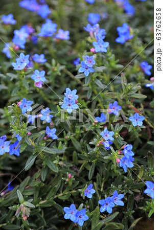 ミヤマホタルカズラの写真素材