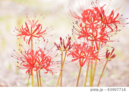 彼岸花 赤い花 幻想的 9月の写真素材