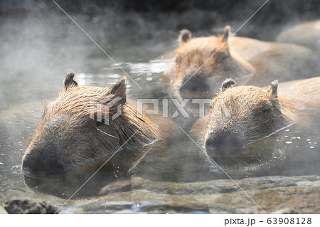 カピバラ温泉の写真素材