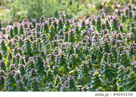 オドリコソウ ヒメオドリコソウ ピンクの花 雑草の写真素材