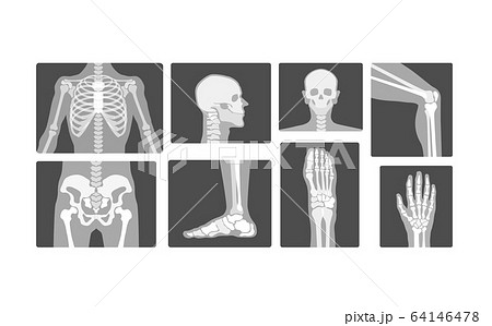肋骨 骸骨のイラスト素材
