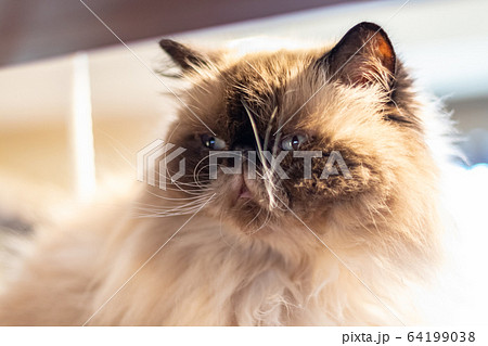 ブサカワ 猫 ネコの写真素材