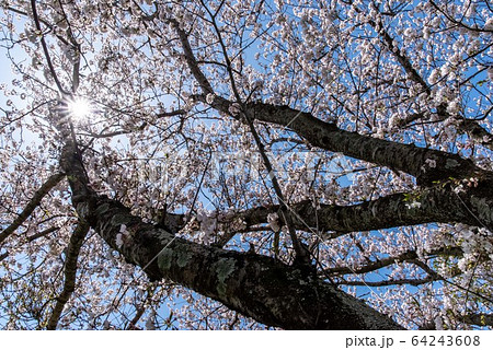 白い幹 桜の幹 美しい桜 ソメイヨシノの写真素材
