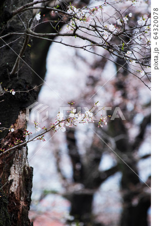 桜の幹 白い幹 美しい桜 ソメイヨシノの写真素材