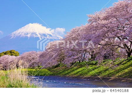 潤井川 春の写真素材 - PIXTA