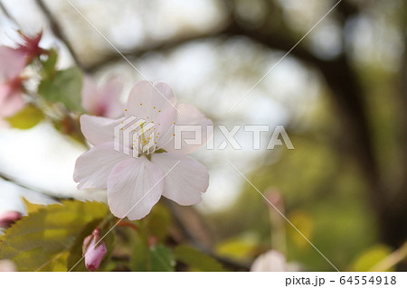 花弁６枚 桜 桃色の写真素材