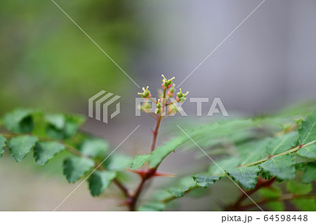 山椒の花の写真素材