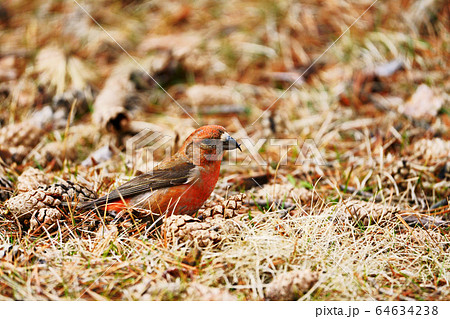 イスカ 鳥の写真素材