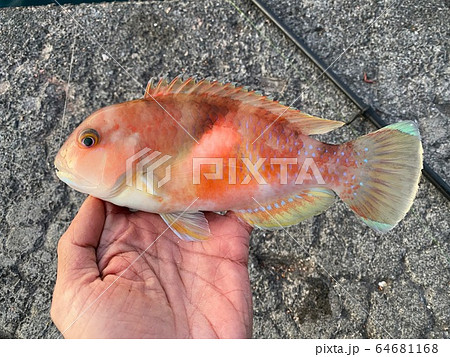 幼魚 海水魚 カサゴ 稚魚の写真素材