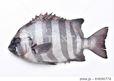 しましま 海水魚 魚類の写真素材