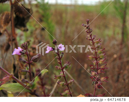 イヌコウジュ 犬香需 シソ科 花期9 10月の写真素材