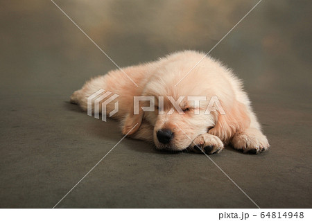 子犬 ゴールデンレトリバー 寝顔 動物の写真素材 Pixta