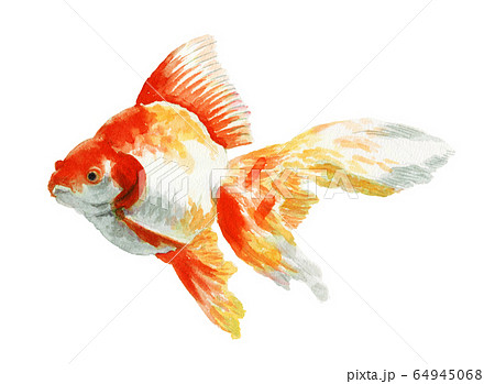 金魚 魚 水彩 きれいのイラスト素材