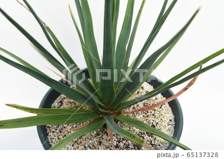 ドラセナシナバリの写真素材 - PIXTA