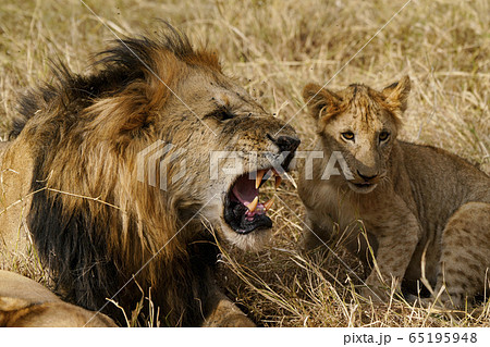 赤ちゃんライオンの写真素材 Pixta
