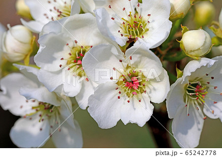 梨の花の写真素材