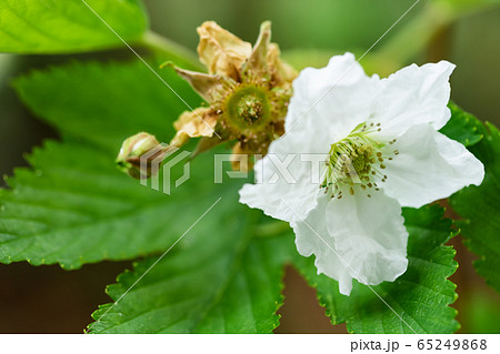 キイチゴの花の写真素材