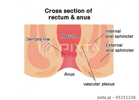 直腸のイラスト素材