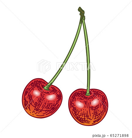 さくらんぼ 果物 リアルイラスト 桜桃の写真素材 - PIXTA