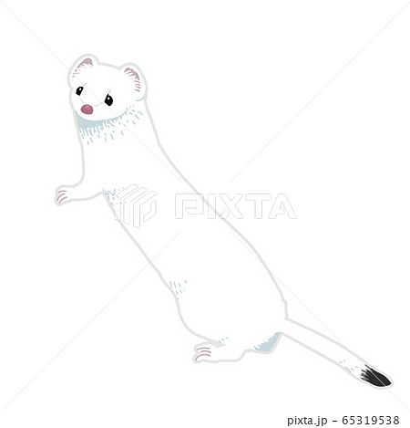 オコジョのイラスト素材