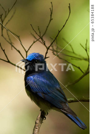 オオルリ 青い鳥 きれい 綺麗の写真素材