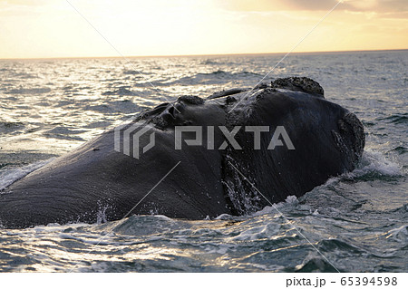 クジラ 鯨 の写真素材集 ピクスタ