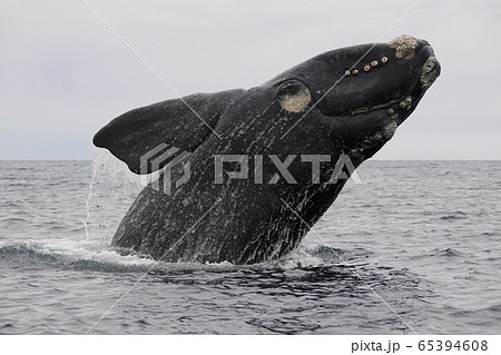 クジラ 鯨 の写真素材集 ピクスタ