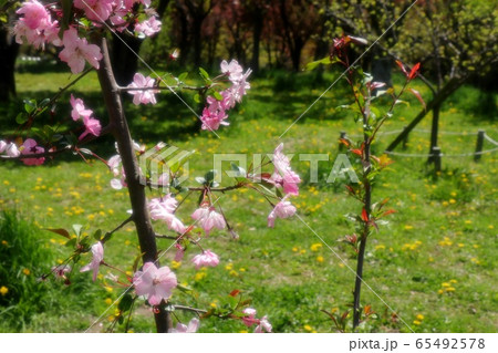 カイドウザクラの写真素材