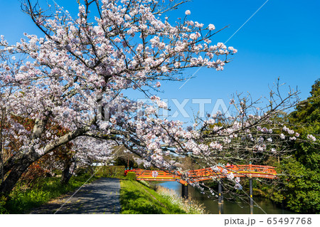 桜 宇佐神宮 宇佐市 神社の写真素材