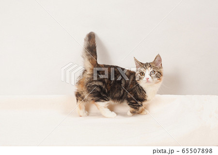 動物 猫 マンチカン 茶色の写真素材