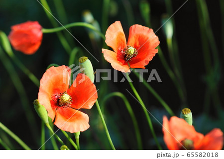 ケシ 芥子 花 オレンジ色の写真素材