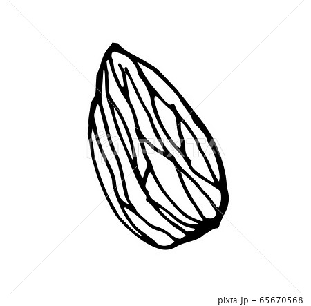 アーモンド ナッツ 木の実 線画のイラスト素材