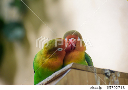 インコ つがい 小鳥 キスの写真素材