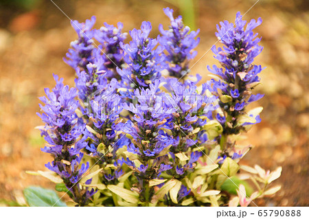 花 アジュガ 花壇 草花 十二単 ガーデニングの写真素材