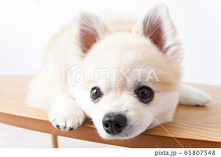 耳ダニ 犬の写真素材