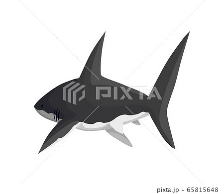 サメ シャーク 鮫 ジョーズのイラスト素材